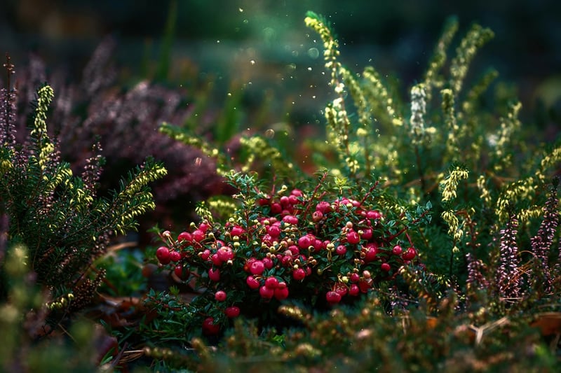 Dwarf Gardens