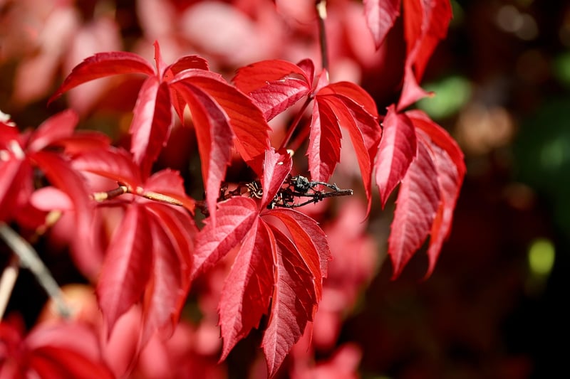 Enchanting Vines