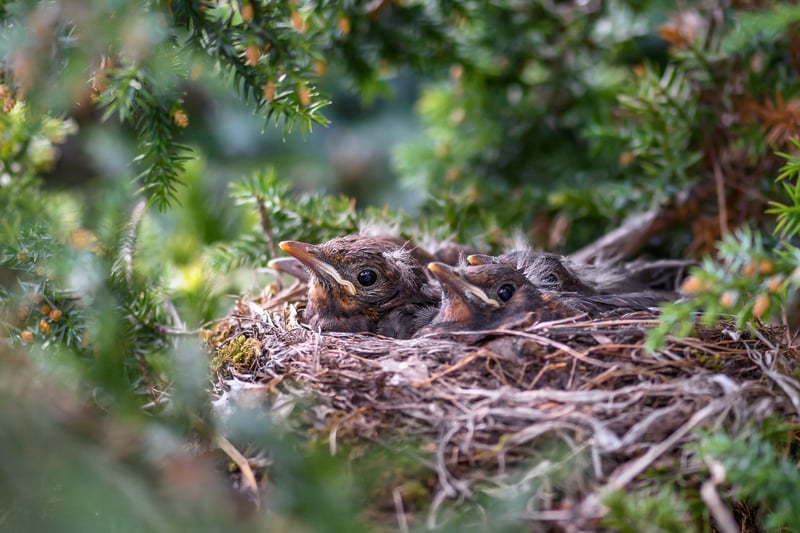 Fairy Nests
