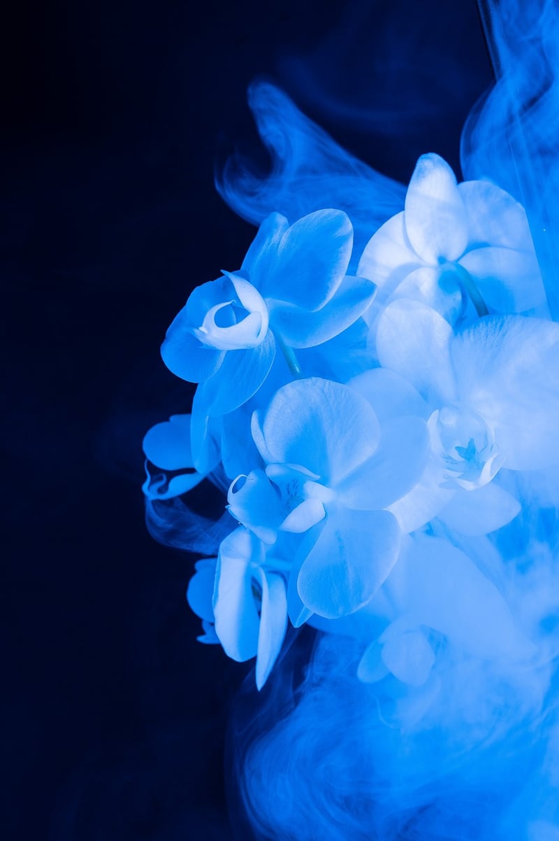 Dragon's Breath Orchid